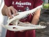 A-Grade Nile crocodile skull from Africa measuring 13-1/2 inches long and 6 inches wide (off white in color) - you are buying the Nile crocodile skull pictured for $230 (Cites #223756)