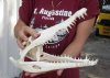 A-Grade Nile crocodile skull from Africa measuring 13-1/2 inches long and 5-1/2 inches wide (off white in color) - you are buying the Nile crocodile skull pictured for $230 (Cites #223756)