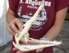 A-Grade Nile crocodile skull from Africa measuring 9-1/4 inches long and 4 inches wide (off white in color) - you are buying the Nile crocodile skull pictured for $135 (Cites #223756)