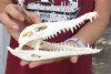 A-Grade Nile crocodile skull from Africa measuring 8-1/2 inches long and 3-3/4 inches wide (off white in color) - you are buying the Nile crocodile skull pictured for $120 (Cites #223756)