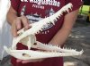 A-Grade Nile crocodile skull from Africa measuring 13 inches long and 6 inches wide (off white in color) - you are buying the Nile crocodile skull pictured for $230 (Cites #223756)