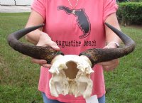 African female Blue wildebeest skull plate and horns 18 inches wide for $38