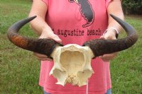 African female Blue wildebeest skull plate and horns 18 inches wide - you are buying the skull plate pictured for $50