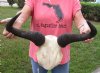 African female Blue wildebeest skull plate and horns 20 inches wide - you are buying the skull plate pictured for $50
