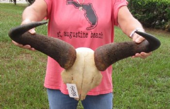 African male Blue wildebeest skull plate and horns 24 inches wide for $32