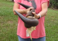 African male Blue wildebeest skull plate and horns 24 inches wide for $32