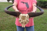 African male Blue wildebeest skull plate and horns 24 inches wide for $32