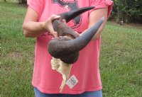 African male Blue wildebeest skull plate and horns 24 inches wide for $32