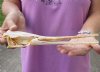 10-3/4 inch by 2-1/4 inch longnose gar skull (Lepisosteus osseus).  You are buying the skull pictured for $50.00