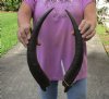 Matching pair of Kudu horns for sale measuring 17-18 inches, for making a shofar.  You are buying the horns in the photos for $40