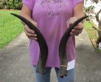 Matching pair of Kudu horns for sale measuring 17-18 inches, for making a shofar.  You are buying the horns in the photos for $40