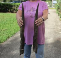 Matching pair of Female African Eland Horns 23-24 inches long.  (You are buying the horns in the photos) for $45.00