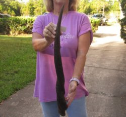 25 inch African Female (Cow) Eland horn for Sale $16