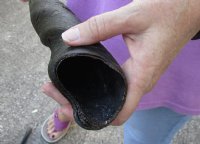 25 inch African Female (Cow) Eland horn for Sale $16