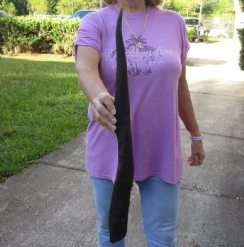 25 inch African Female (Cow) Eland horn for Sale $16