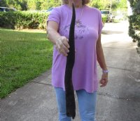 25 inch African Female (Cow) Eland horn for Sale $16