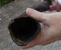 25 inch African Female (Cow) Eland horn for Sale $16