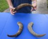 3 piece lot of Medium 12 to 16 inch Goat Horns for sale - $18/lot - You will receive the horns in shown