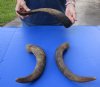 3 piece lot of Medium 12 to 16 inch Goat Horns for sale - $18/lot - You will receive the horns in shown