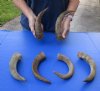 6 piece lot of Small 8 to 12 inch Goat Horns for sale - $20.00/lot - You will receive the horns in shown