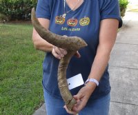 Jumbo 29 inch Goat Horn for sale - $22.00 - You will receive the horn in shown