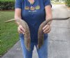 2 piece lot of Jumbo 26 and 27 inch Goat Horns for sale - $30.00/lot - You will receive the horns in shown