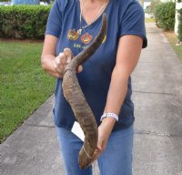 Jumbo 29 inch Goat Horn for sale - $22.00 - You will receive the horn in shown