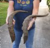 2 piece lot of Jumbo 25 and 28 inch Goat Horns for sale - $30.00/lot - You will receive the horns in shown