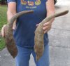 2 piece lot of Jumbo 22 inch Goat Horns for sale - $30.00/lot - You will receive the horns in shown