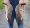 2 piece lot of Extra Large 16 to 20 inch Goat Horns for sale - $25/lot - You will receive the horns in shown