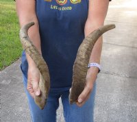 2 piece lot of Large 14 to 18 inch Goat Horns for sale - $20/lot - You will receive the horns in shown