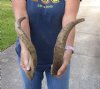2 piece lot of Large 14 to 18 inch Goat Horns for sale - $20/lot - You will receive the horns in shown