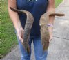 2 piece lot of Jumbo 24 and 26 inch Goat Horns for sale - $30.00/lot - You will receive the horns in shown