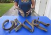 12 piece lot of Large 14 to 18 inch Goat Horns for sale - $85/lot - You will receive the horns in shown