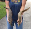2 piece lot of Jumbo 22-23 inch Goat Horns for sale - $30.00/lot - You will receive the horns in shown
