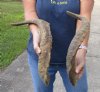 2 piece lot of Jumbo 23-24 inch Goat Horns for sale - $30.00/lot - You will receive the horns in shown