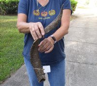 Jumbo 25 inch Goat Horn for sale - $22.00 - You will receive the horn in shown