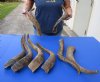 8 piece lot of Extra Large 16 to 20 inch Goat Horns for sale - $75/lot - You will receive the horns in shown