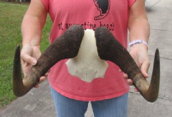 16-1/2 inch wide Female Black Wildebeest skull plate with horns for $39