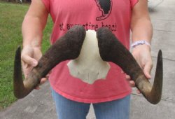 16-1/2 inch wide Female Black Wildebeest skull plate with horns for $39