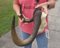 16-1/2 inch wide Female Black Wildebeest skull plate with horns for $39