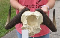 16-1/2 inch wide Female Black Wildebeest skull plate with horns for $39