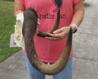 16-1/2 inch wide Female Black Wildebeest skull plate with horns for $39