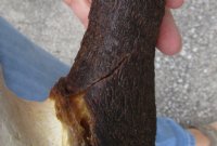 16-1/2 inch wide Female Black Wildebeest skull plate with horns for $39