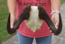 14 inch wide Female Black Wildebeest skull plate with horns for $35