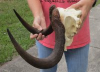 14 inch wide Female Black Wildebeest skull plate with horns for $35