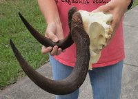 14 inch wide Female Black Wildebeest skull plate with horns for $50