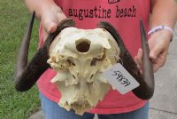 14 inch wide Female Black Wildebeest skull plate with horns for $35