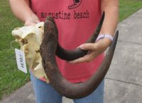 14 inch wide Female Black Wildebeest skull plate with horns for $35
