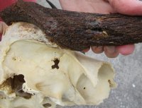 14 inch wide Female Black Wildebeest skull plate with horns for $35